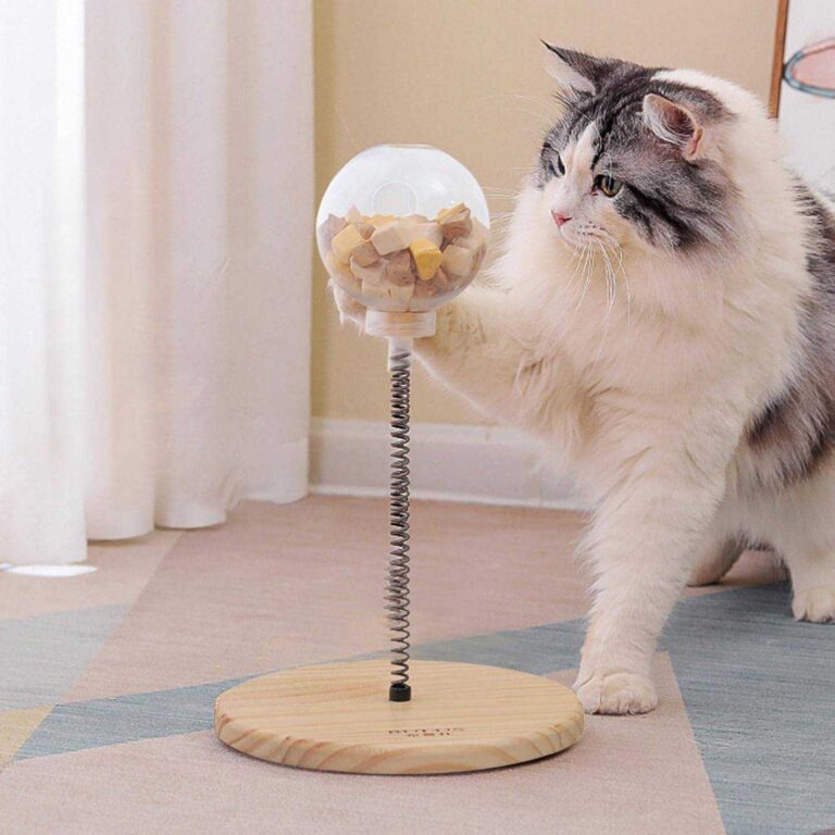 Chat jouant avec balle interactive