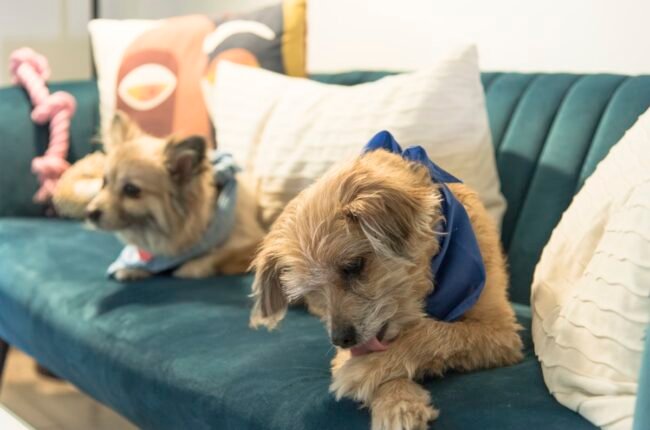 accessoires chien au quotidien indispensables hydratation sécurité jouets