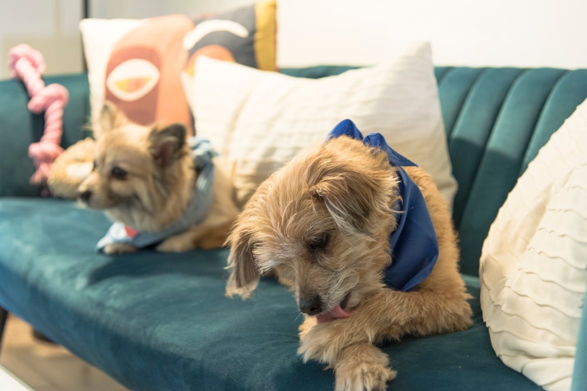 accessoires chien au quotidien indispensables hydratation sécurité jouets