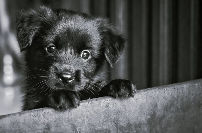 adopter un chien accessoires premier mois liste indispensables