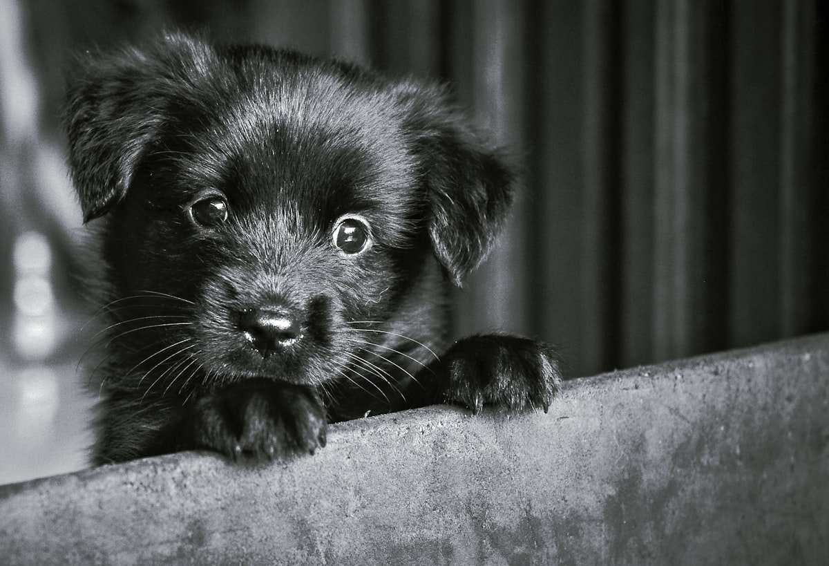 adopter un chien accessoires premier mois liste indispensables