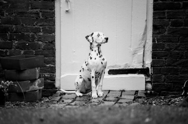 anxiété de séparation chien seul maison jouet os caoutchouc