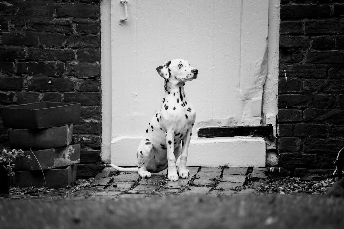 anxiété de séparation chien seul maison jouet os caoutchouc