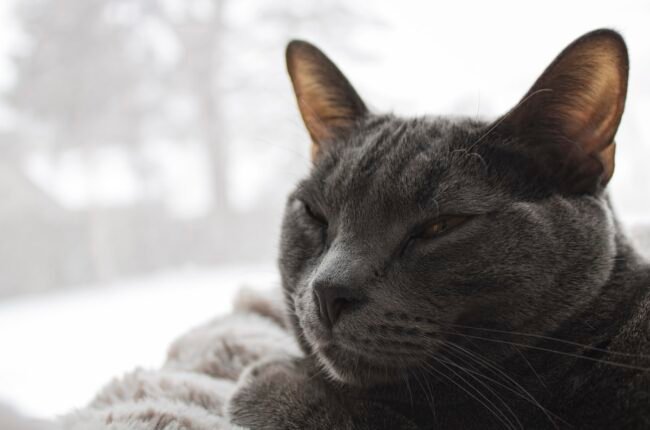 chat en appartement heureux fenêtre intérieur épanoui