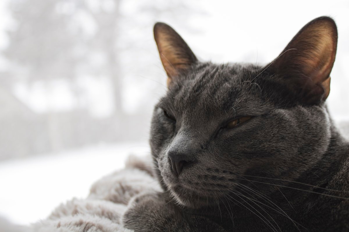 chat en appartement heureux fenêtre intérieur épanoui