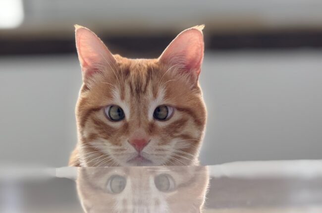 chat en appartement heureux fenêtre intérieur épanoui