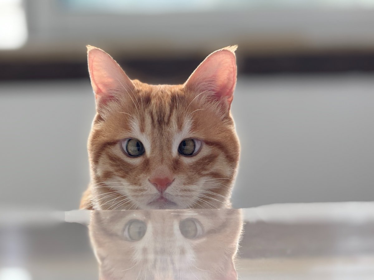 chat en appartement heureux fenêtre intérieur épanoui