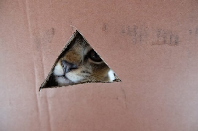 chat déménagement stress nouveau logement sac transport