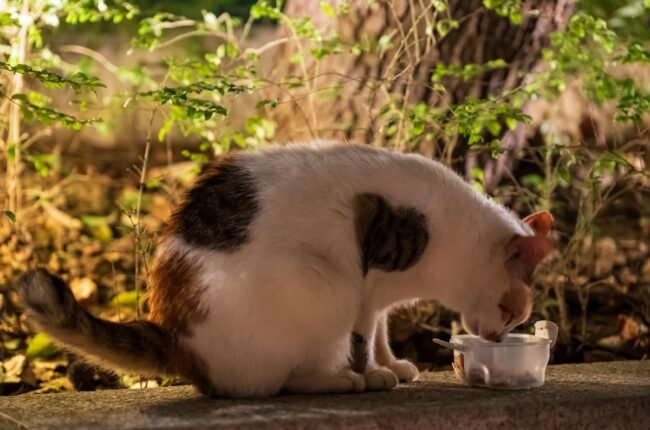 chat ne boit pas assez fontaine eau solution hydratation