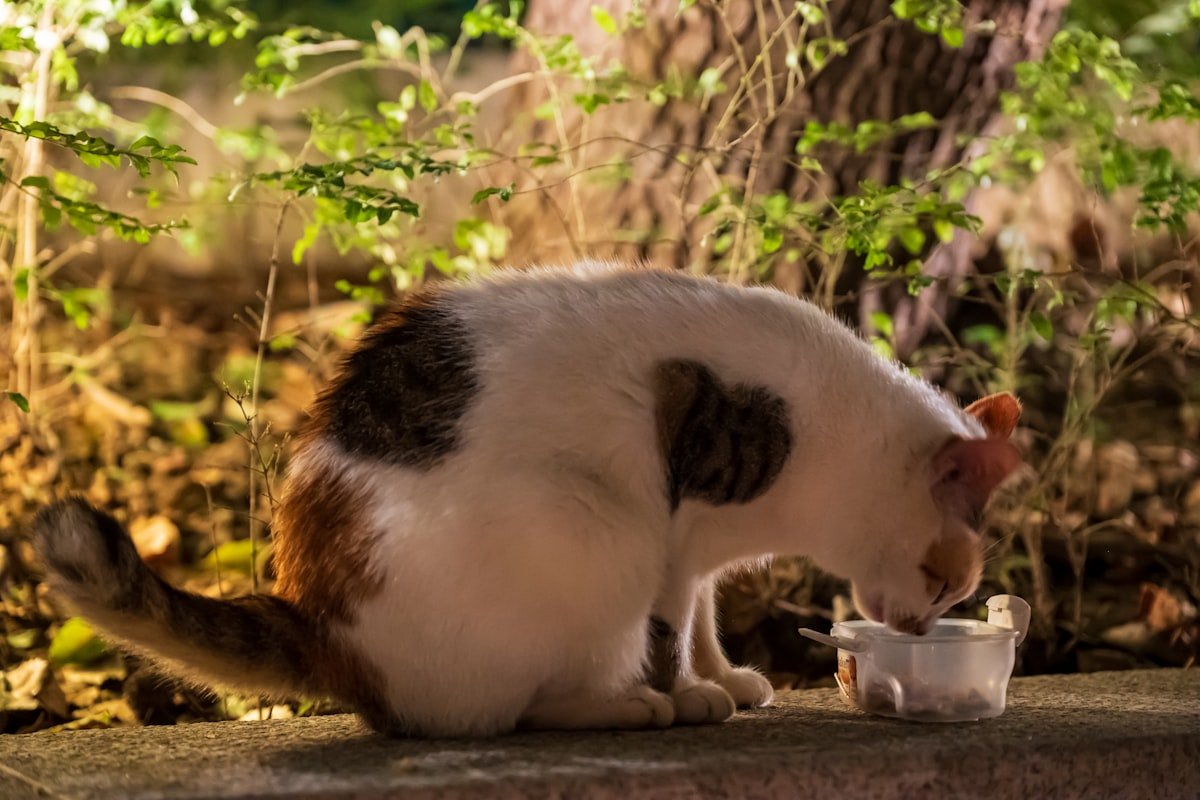 chat ne boit pas assez fontaine eau solution hydratation