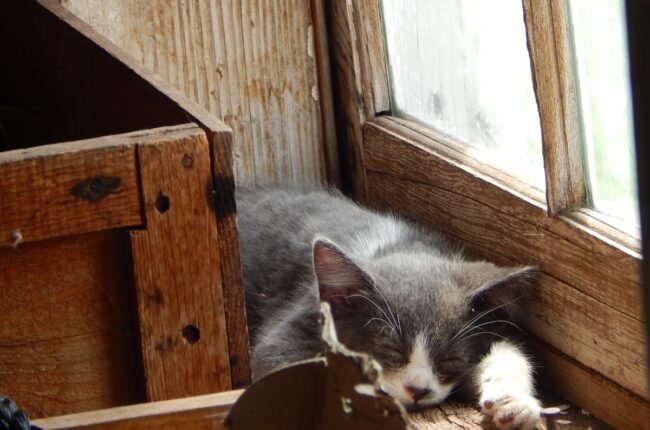 chat senior jouets adaptés hydratation fontaine après 7 ans