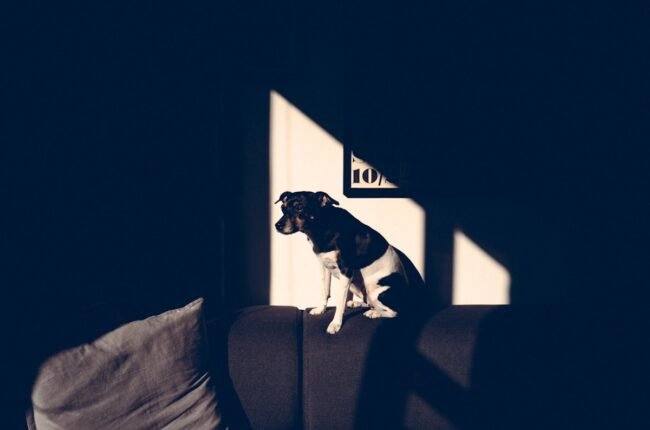 chien ennui maison seul solutions jouets occuper