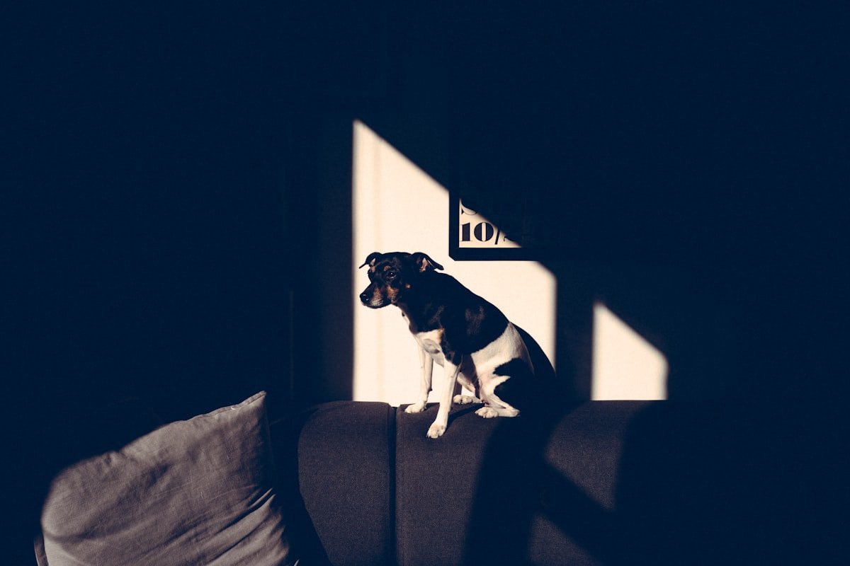 chien ennui maison seul solutions jouets occuper