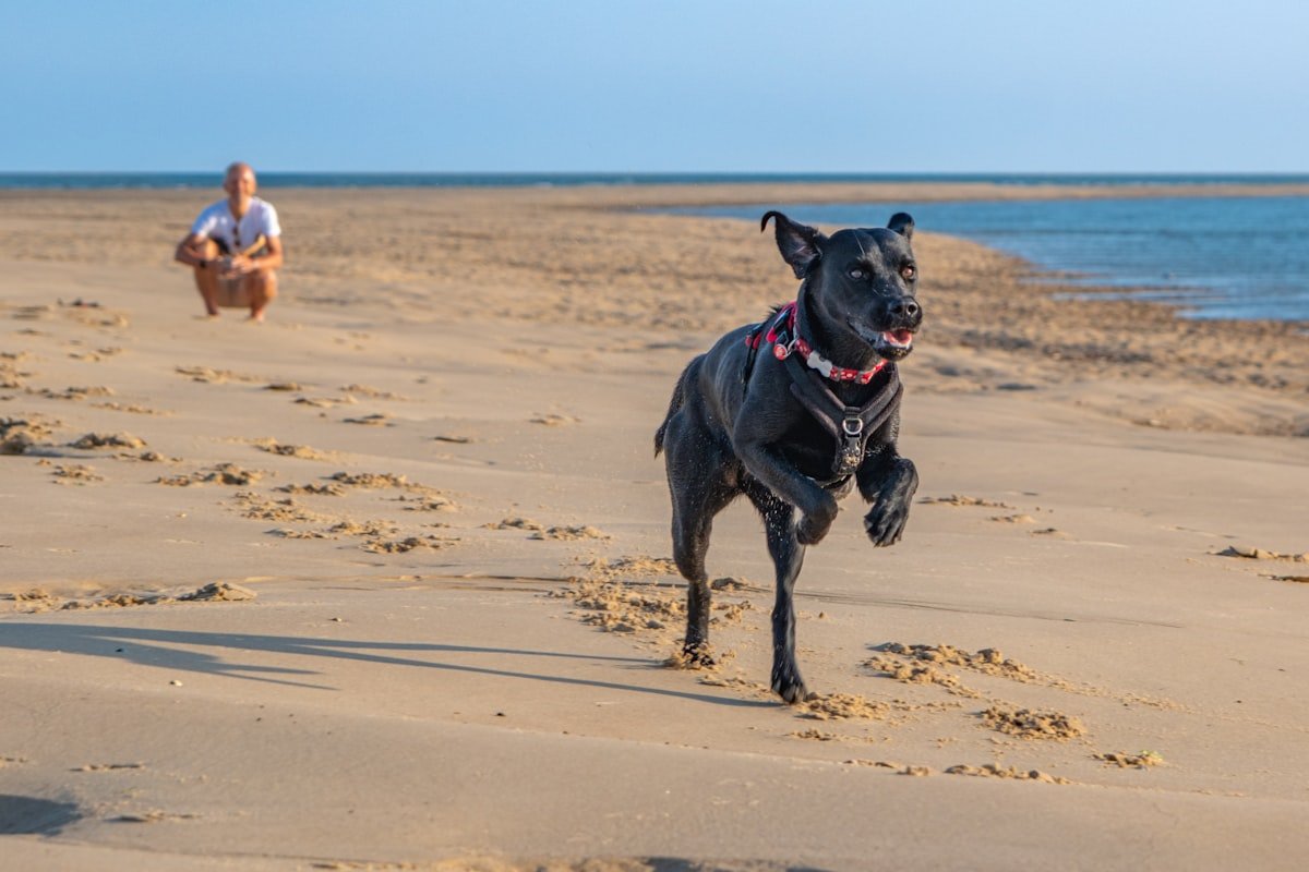 chien sportif équipement hydratation récupération collier LED