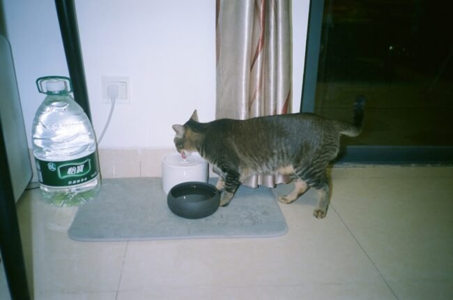 fontaine à eau pour chat silencieuse avec filtration