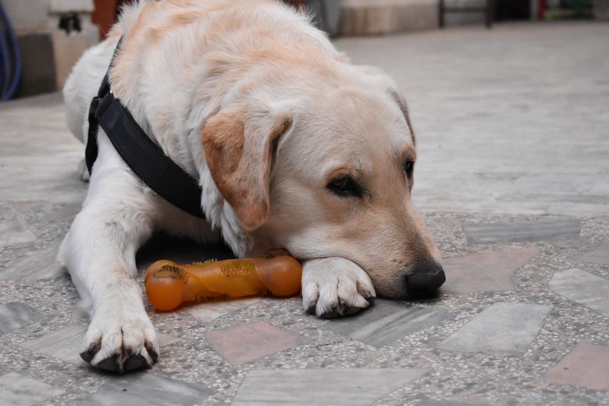 jouet à mâcher pour chien os caoutchouc durable friandises