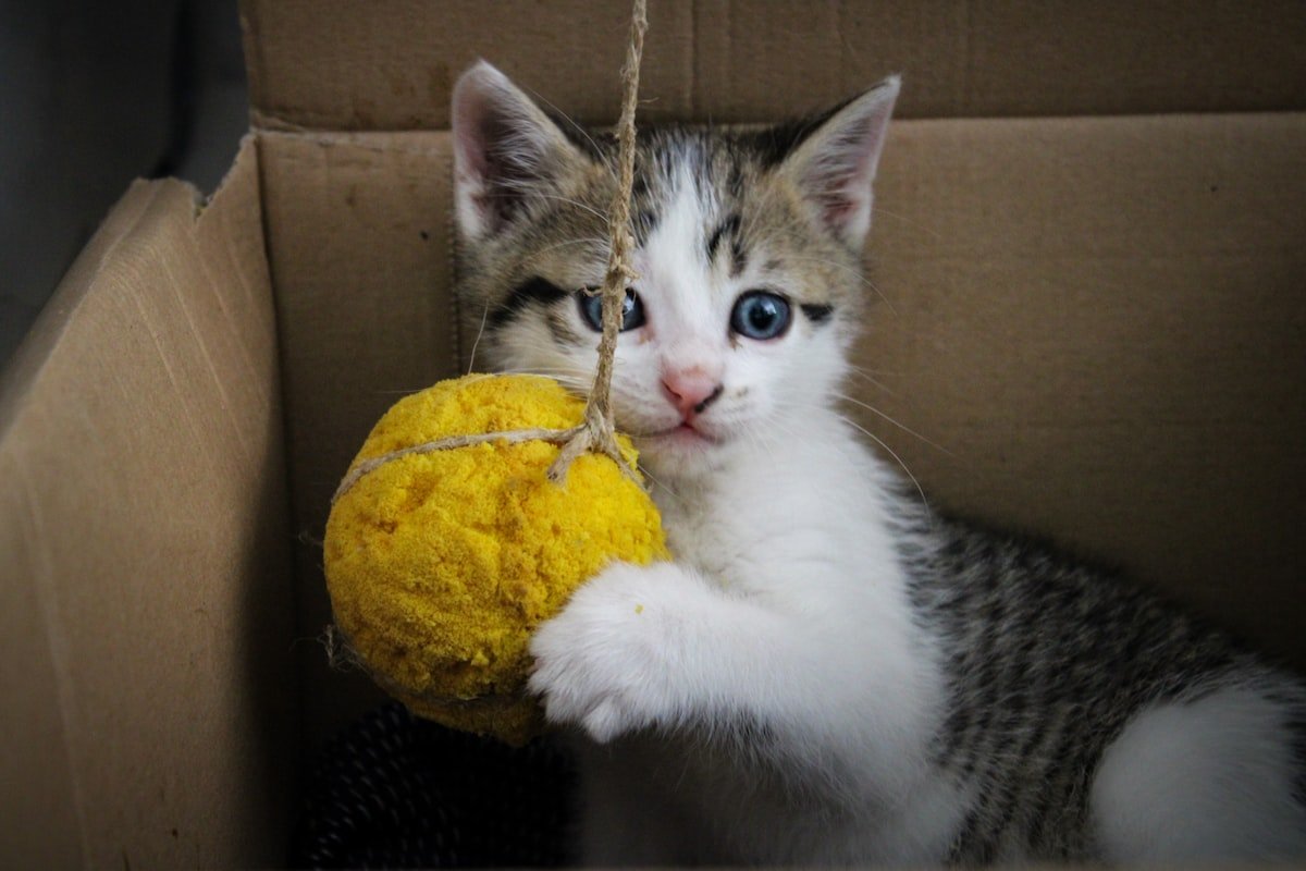jouet pour chat fait maison DIY carton alternatives