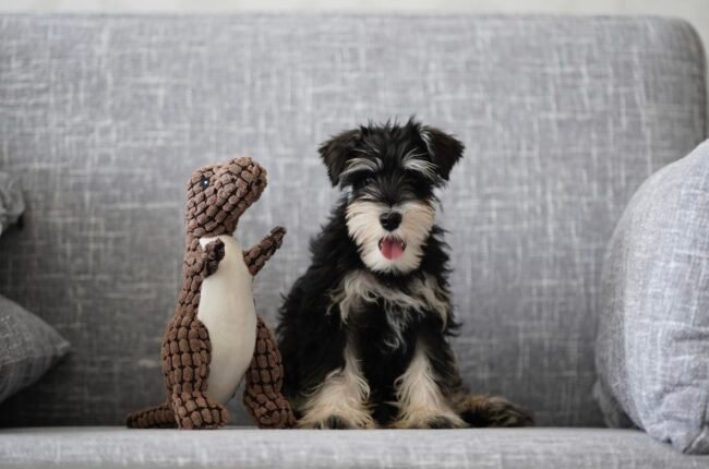 jouet peluche pour chien résistant couineur intégré grand chien