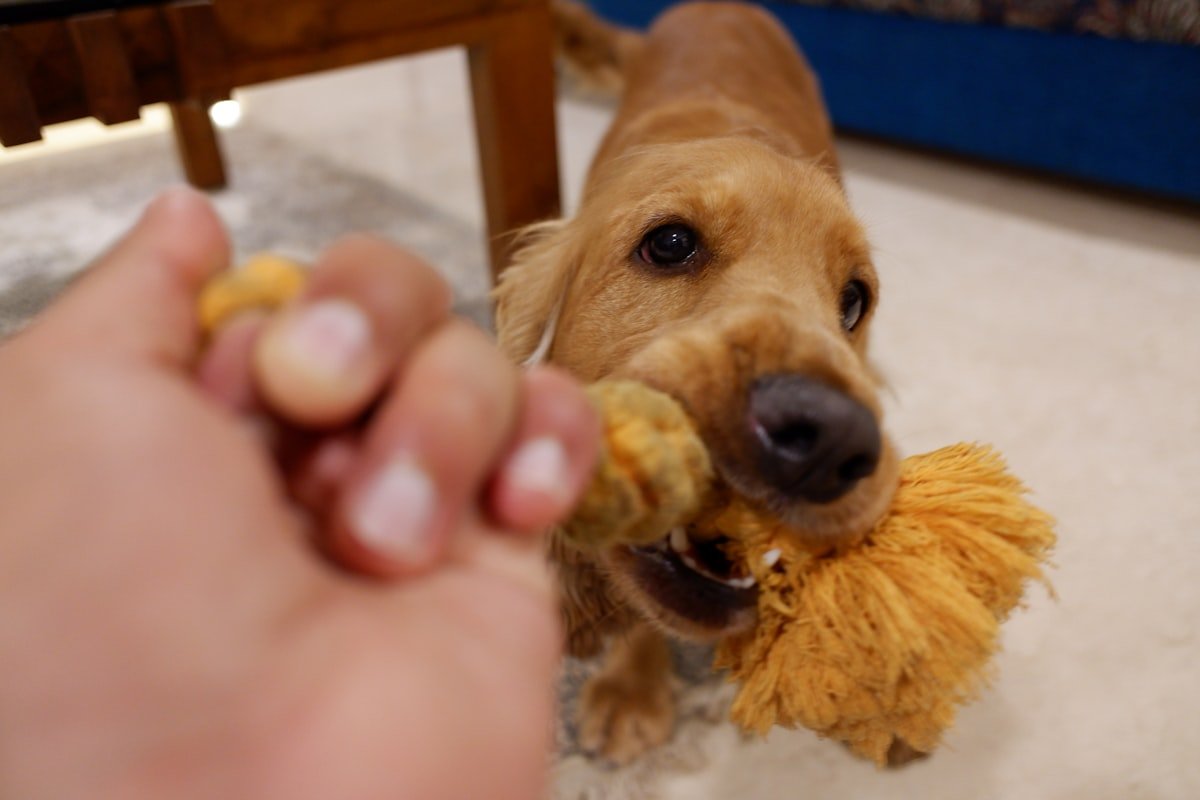 jouet peluche pour chien résistant couineur intégré grand chien