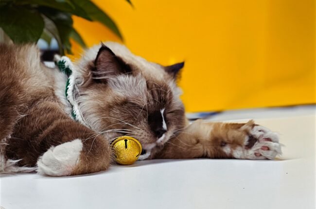jouet poisson interactif pour chat rechargeable USB réaliste