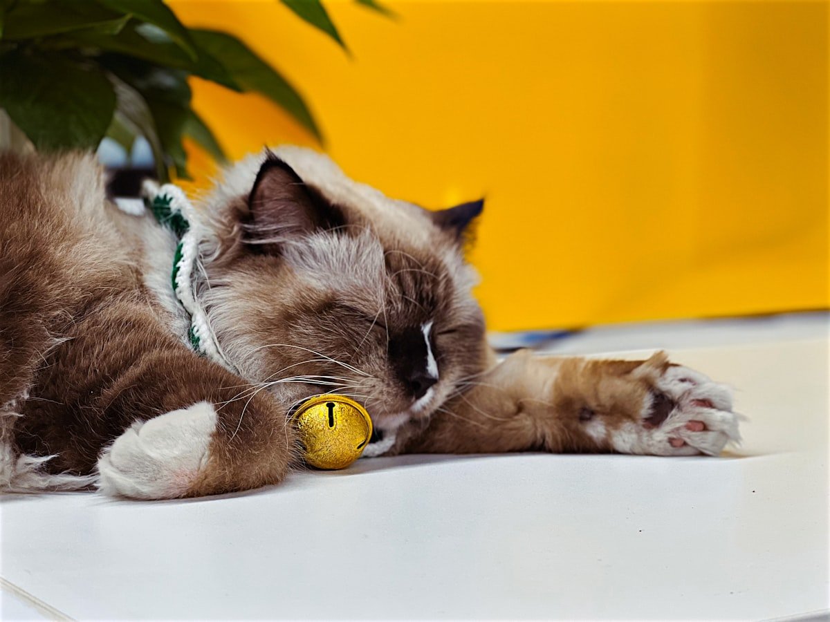 jouet poisson interactif pour chat rechargeable USB réaliste
