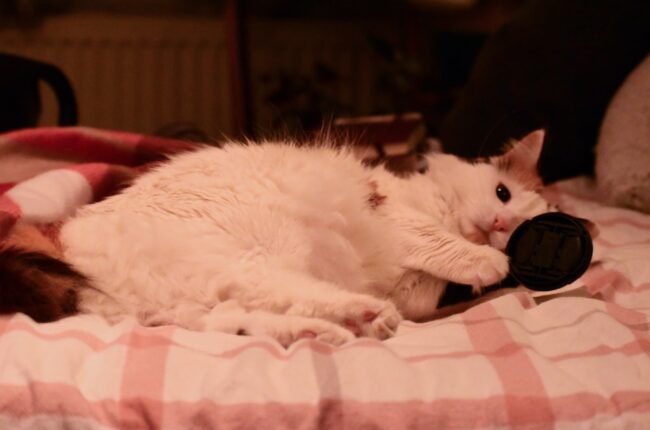 jouet poisson interactif pour chat rechargeable USB réaliste