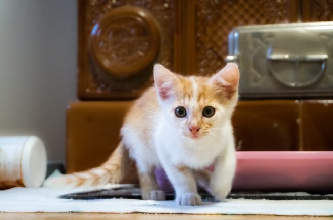 jouet pour chat d'intérieur interactif herbe à chat poisson