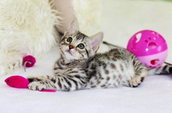 jouet puzzle pour chat balle distributrice friandises interactive