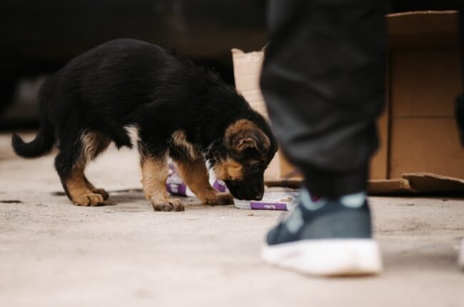 os en caoutchouc pour chien durable résistant friandises tailles S M L