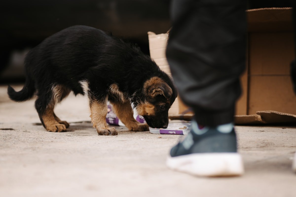 os en caoutchouc pour chien durable résistant friandises tailles S M L