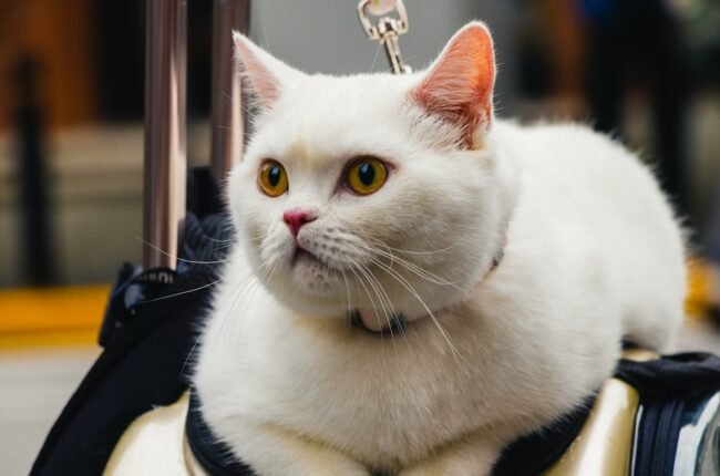 sac de transport pour chat réversible mains libres promenade