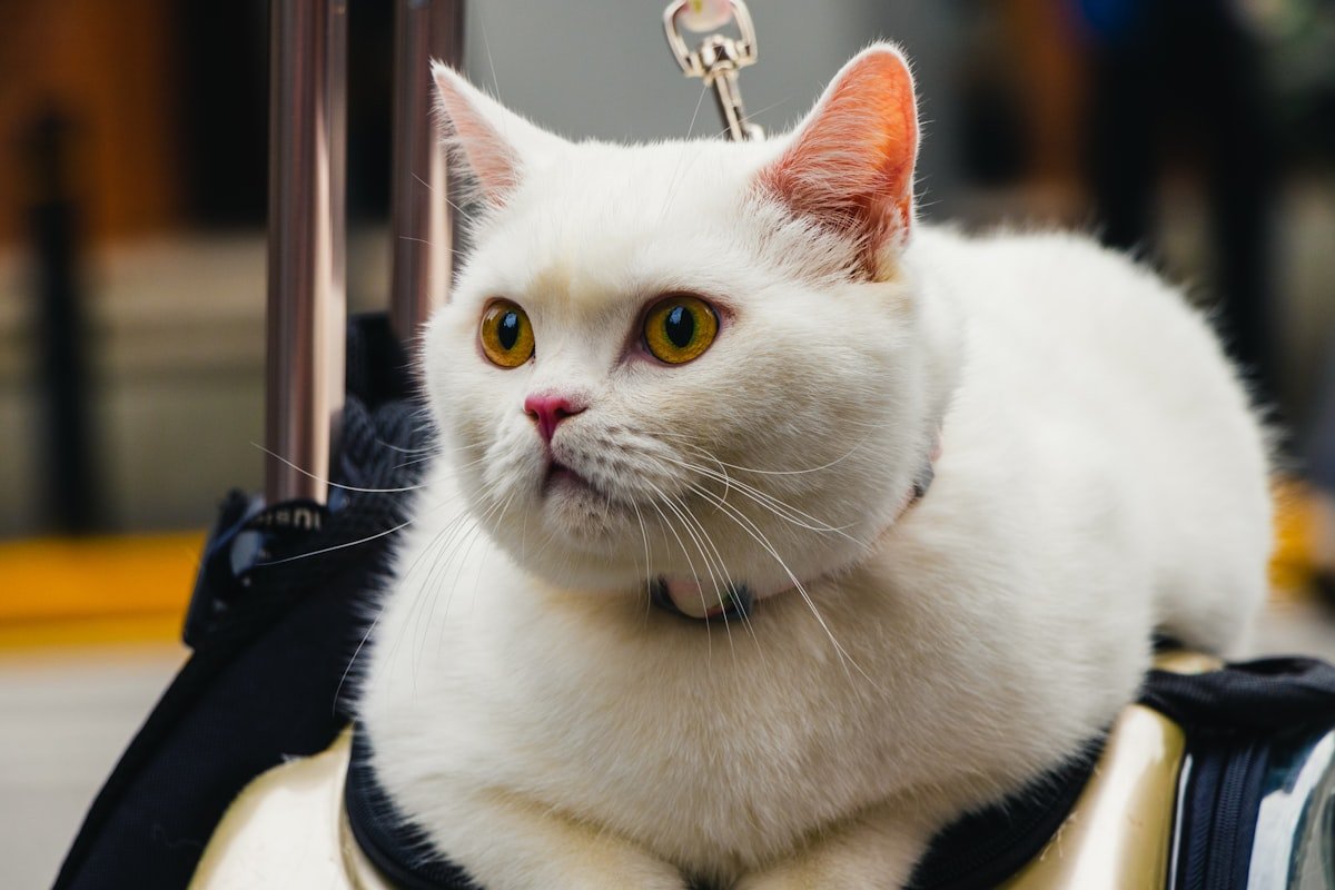 sac de transport pour chat réversible mains libres promenade