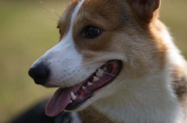 santé dentaire du chien jouet à mâcher caoutchouc dents propres