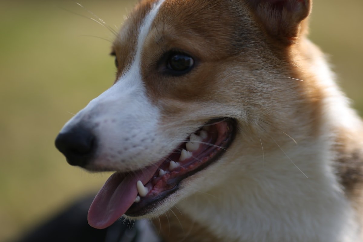 santé dentaire du chien jouet à mâcher caoutchouc dents propres