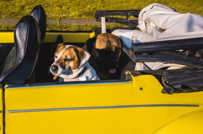 voyager avec son chien accessoires sac transport collier LED