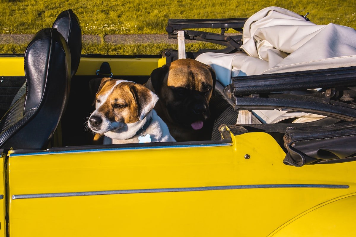 voyager avec son chien accessoires sac transport collier LED
